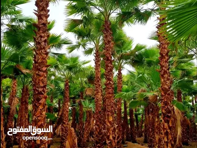 نخل وشنطني زينة للبيع نخل فاخر ملكي من اجود انواع انخيل الواشنطنب ازينة