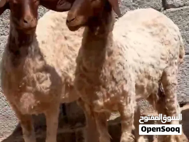 حوليات للبيع