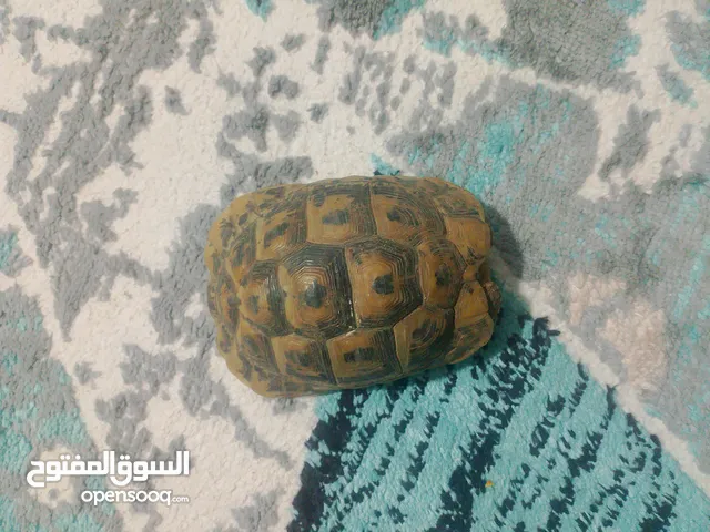 سلاحف يوناني