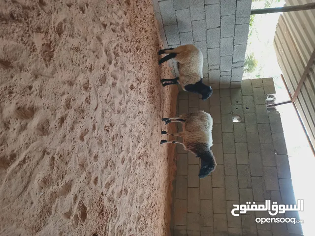 نعجة ولاده خروف