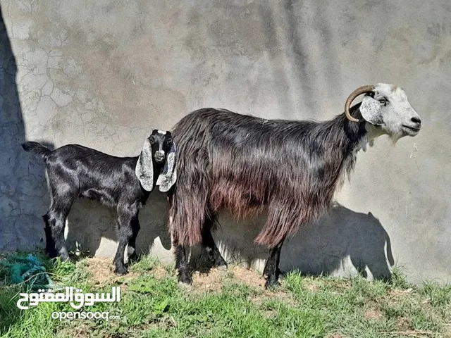 السلام عليكم ورحمة الله وبركاته عنز عربيه والده جدي دكر رويان ف الحليب ماشاء الله متوفر خدمه توصيل