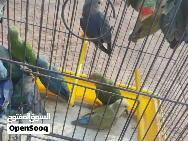 عصفور روز 28
