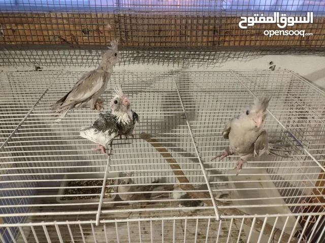 ثلاثه فروخ كوكتيل حجم طيب صح ونظافه 100 جاهزين للغار