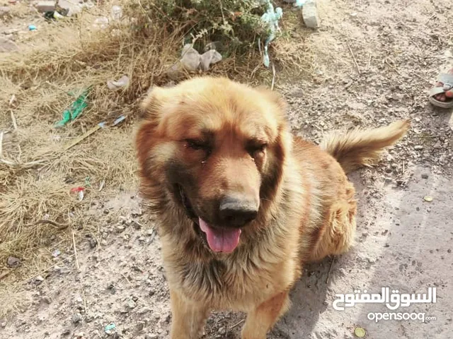 كلب الماني حجمه كبير للبيع عمره سنتين