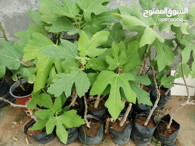 للبيع شتلات تين