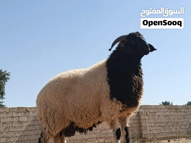 خروف وطني ربي يبارك