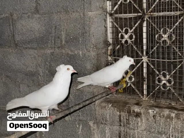 حمام للبيع او للبدل