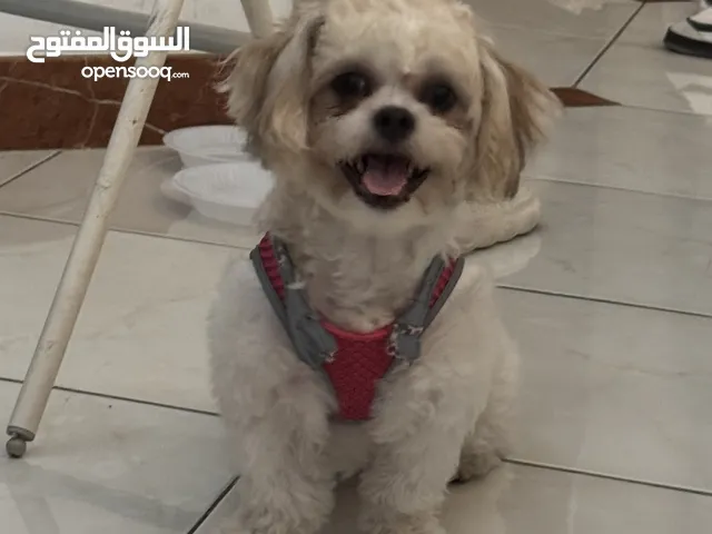 10 months female Shih Tzu