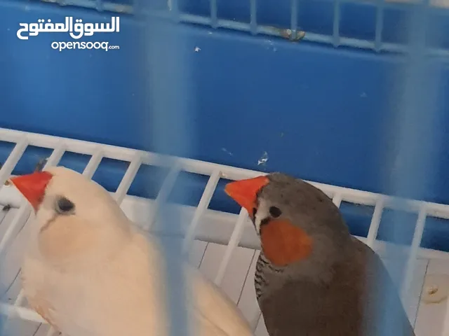 finches pair