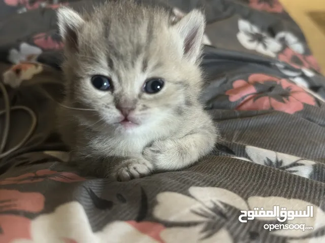 للحجز مسبقا قطط ذكور واناث