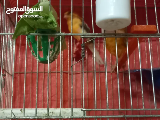 طيور كنار صلاة النبي عليهم