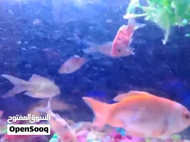 حوط سمك مستعمل