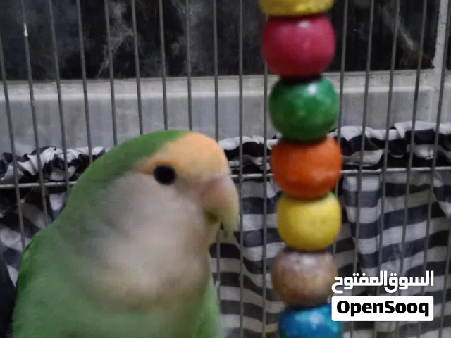 طيور للبيع