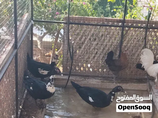 دجاج عماني وتهجين فرنسي بياض