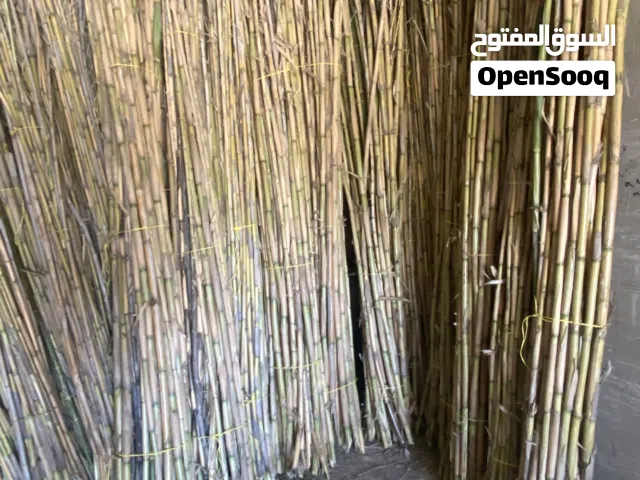 قصيب لدعم الأشجار والنباتات الزراعية والبيوت والمعرشات فقط اتصل