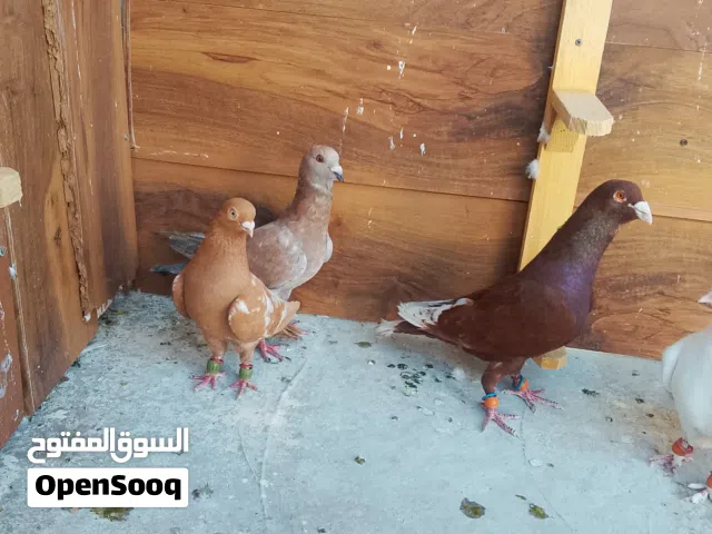 طير حمام كش للبيع العداد 5فحول السعر 20من لاخر بدك تفاصيل من لاخر العنوان عمان الدوار تاني 079911481