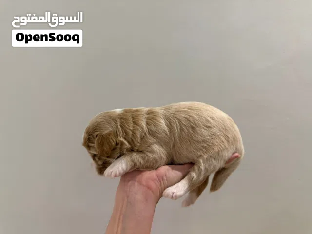 MALTIPOO Puppy