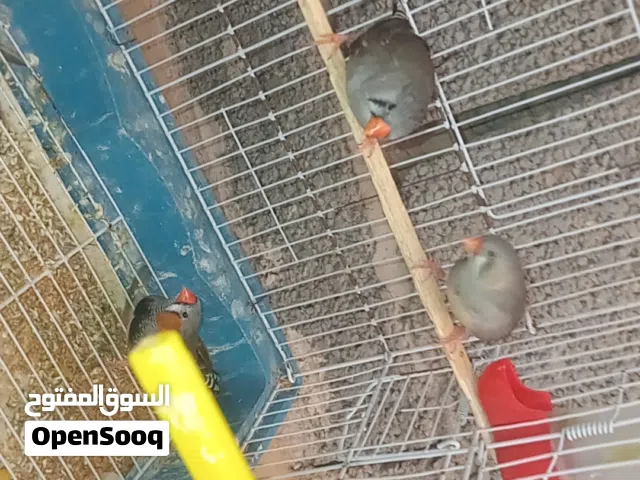 عصافير زيبرا ربي يبارك كوبيه بي الفرخ متعها........... .............................................