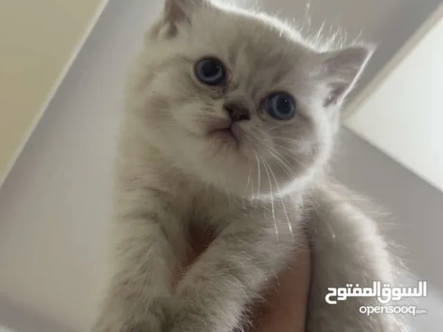 kittens for sale سكوتش ستريت كيتنز للبيع