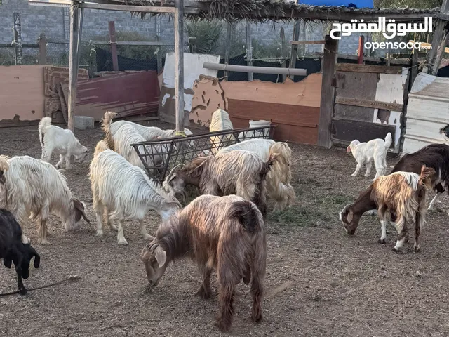 مجموعة من الماعز العماني