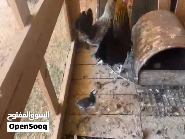 دجاجه تحته فروخه خمسه