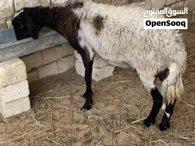 للجادين فقط