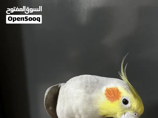 للبيع كوكتيل أليف يصلح للطفال يتكلم يقول السلام و يترقص و بوس