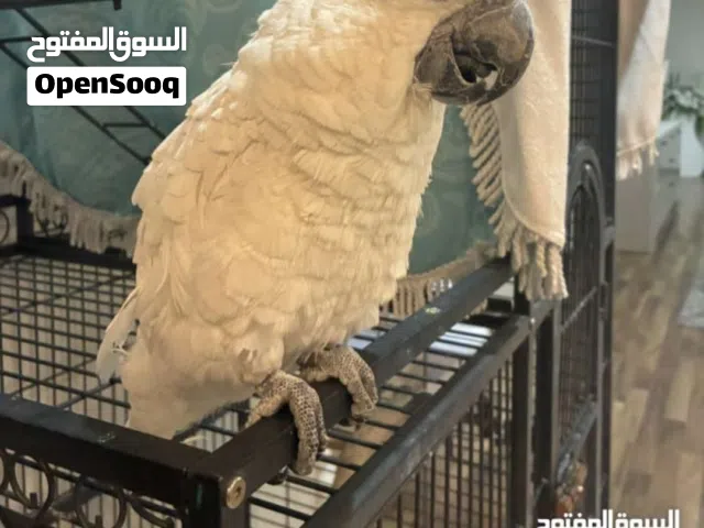 مطلوب كوكاتو او يلوناب وفزعتكم