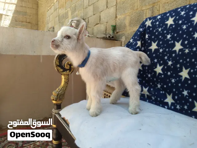 ماعز قزم شيكي امريكي