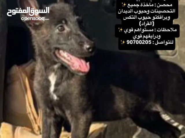 للبيع كلبه دتش شيبرد