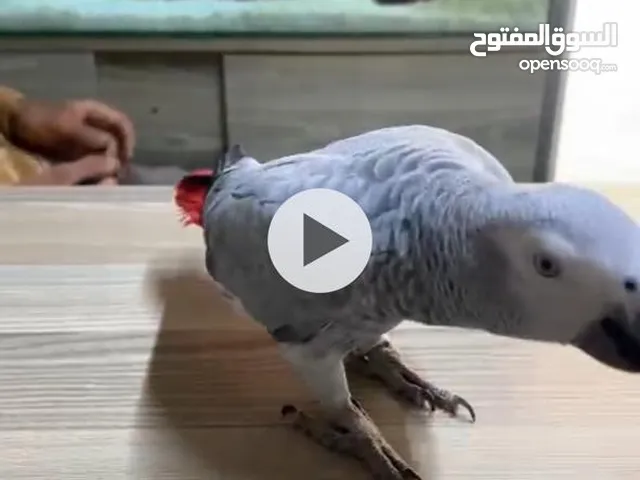 ببغاء كاسكو مفقود