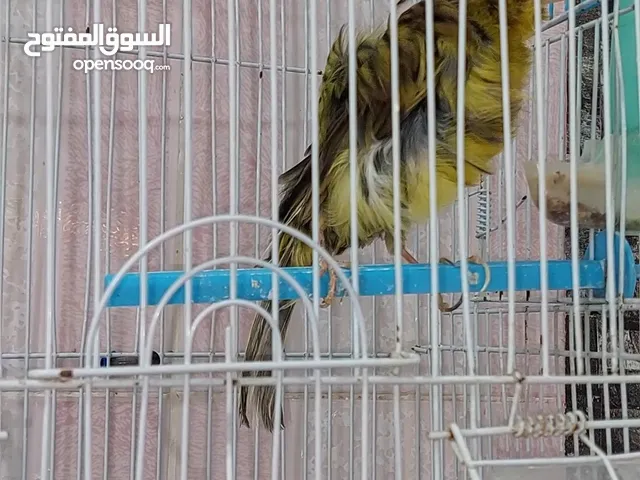 كناري فريزي عملاق