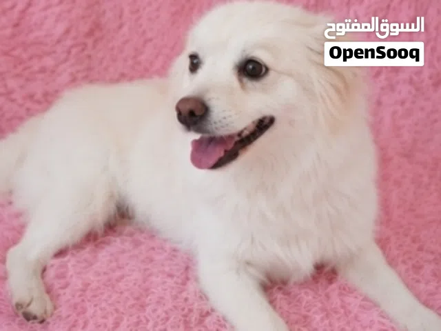 أنثى بوميرينيان بيضاء للبيع