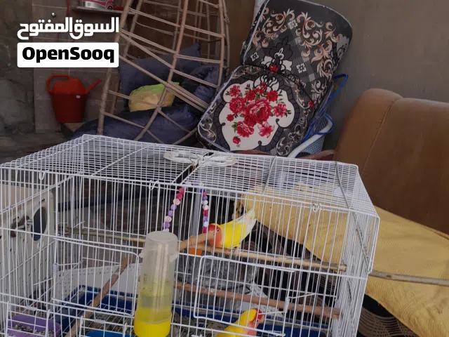 عصافير روز اورانج للبيع