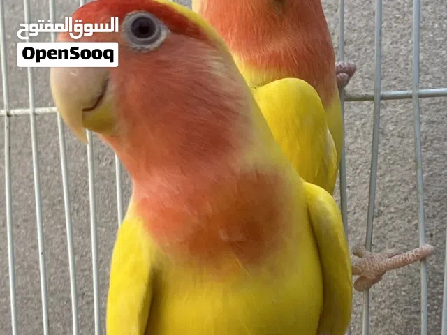 كوبيا رد فيس درجة أولى منتجة
