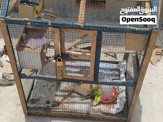 طيور الحب معه قفصج