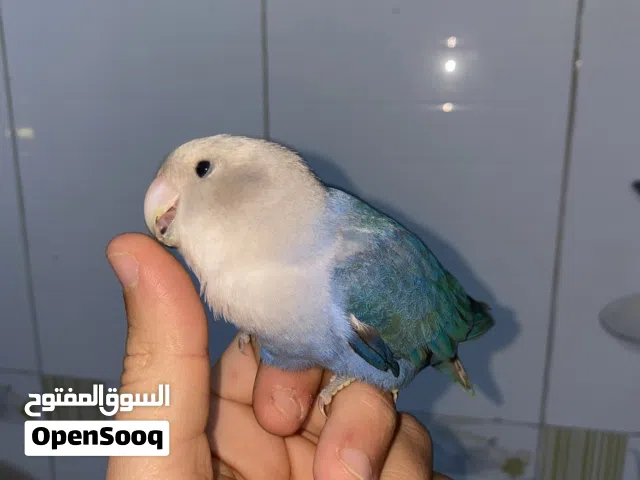 طرف روز اوبلاين فل ترويض وعندي طرفين انتاج