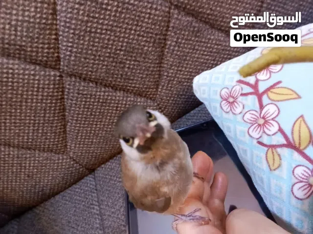 بلبل عراقي ديالي عمر شهرين يجي ويا قفص وسيرلاك وصرنجة مال سيرلاك
