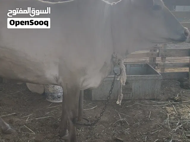 بقره عشار صغيره ف السن