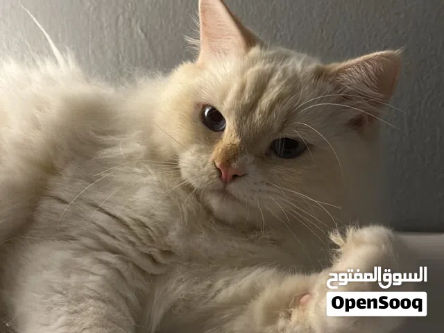للبيع قط هملايا ( ذكر )