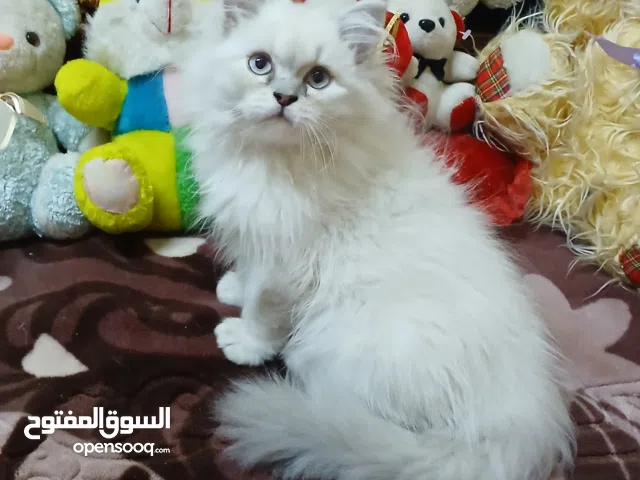 ولد هييمالايا بلو