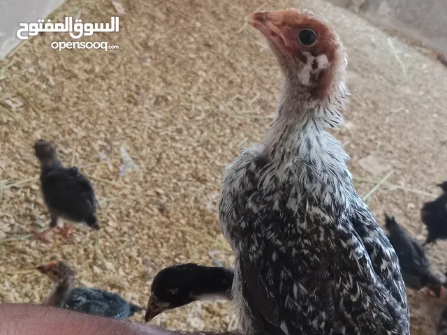 صيصان بلدي عمر شهر ونص
