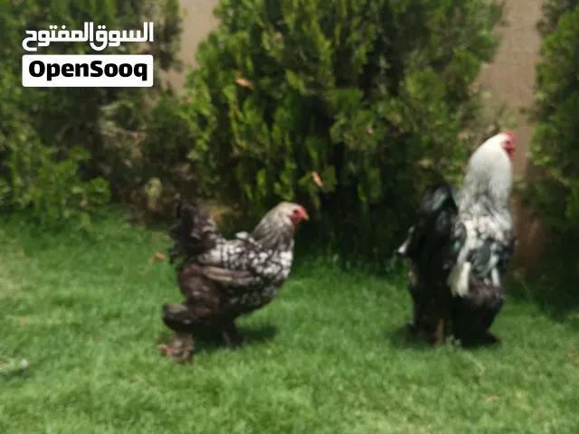 بيض براهما مخصب