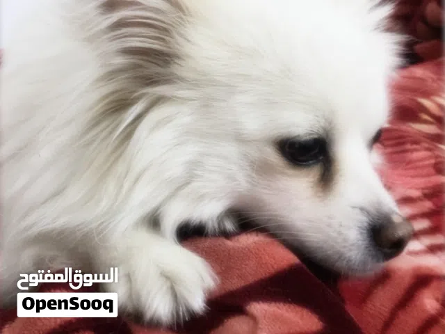 كلب بومرينيون عمر سنتين ماخد كل مطاعيمو