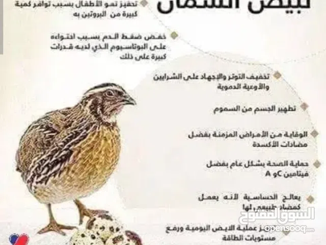 بيض سمان مخصب سوبر جامبو بسعر مناسب للتفقيس