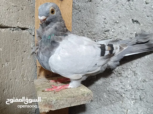 طيره ذبانيه ب صيخ ورد بواقي 3