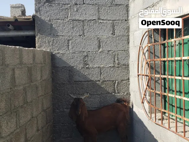 تيس مخصاي باكستاني العمر 2.5 سنه
