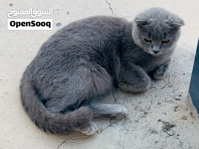 سكوتش ستريت بيور