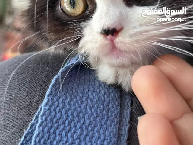 قطة باندا (انثى)......