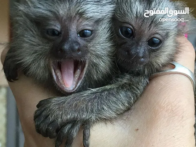 Adorable Marmoset Monkeys
